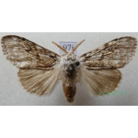 Calliteara abietis (Denis & Schiffermüller, 1775) male Szczotecznica świerkowa Czech97j